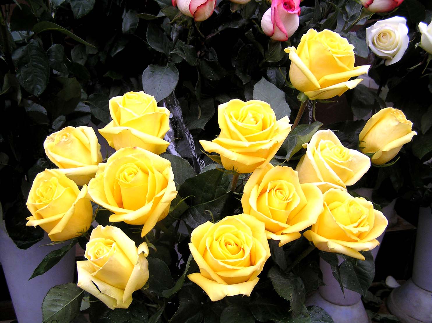 Розы. Автор: корреспондент "Кавказского узла" Наталья Баженова Розы. Автор: корреспондент "Кавказского узла" Наталья Баженова