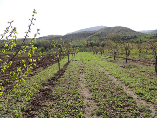 Надел с клубникой.