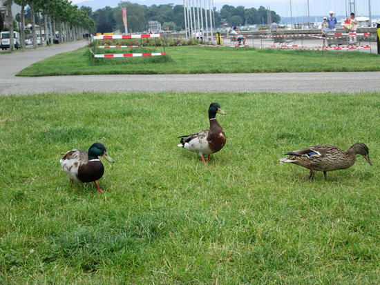 утки - полноправные хозяева Женевы и никто не подумает их обидеть. утки - полноправные хозяева Женевы и никто не подумает их обидеть.