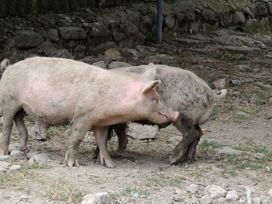 На одной из улиц нам повстречались поросята. На одной из улиц нам повстречались поросята.