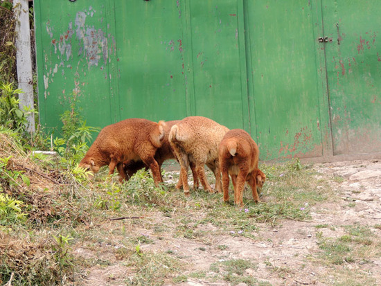 А это барашку у ворот своего дома... А это барашку у ворот своего дома...