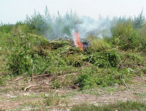 Уничтожение дикорастущей конопли в рамках межведомственной оперативно-профилактической операции "МАК-2012" на окраине села Катыр-Юрт Ачхой-Мартановского района Чечни. Фото: http://gakskfo.ufsknsk.ru Уничтожение дикорастущей конопли в рамках межведомственной оперативно-профилактической операции "МАК-2012" на окраине села Катыр-Юрт Ачхой-Мартановского района Чечни. Фото: http://gakskfo.ufsknsk.ru