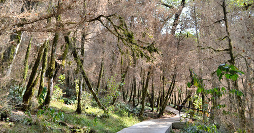 Тисо-Самшитовая роща после нападения гусениц бабочки-огневки. Сочи, сентябрь 2014 г. Фото Светланы Кравченко для "Кавказского узла"