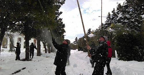 Жители Батуми помогают сбивать снег с деревьев. 4.01.2016. Фото facebook.com/BatumiBoulevard/ Жители Батуми помогают сбивать снег с деревьев. 4.01.2016. Фото facebook.com/BatumiBoulevard/