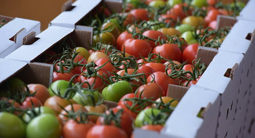 Помидоры. Фото © Sputnik. Илона Хварцкия
Фото  http://sputnik-abkhazia.ru/Abkhazia/20161118/1019888138/teplichnyj-kompleks-v-picunde-shmelinyj-specnaz-i-vatnaya-zemlya.html