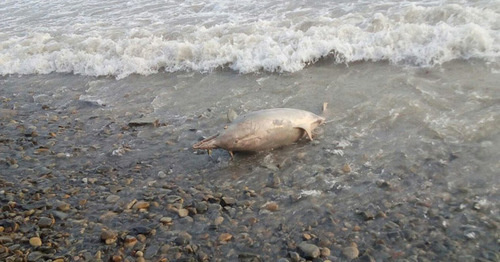 Мертвый дельфин на берегу моря. Фото из группы «Типичная Анапа» «ВКонтакте», vk.com/bestanapa