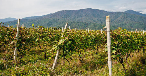Виноградник в Кахетии. Фото : Александр Имедашвили, NEWSGEORGIA.

