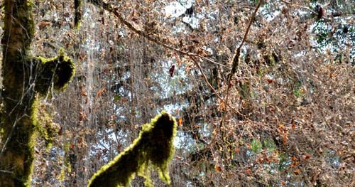 Тисо-самшитовая роща после нападения гусениц бабочки-огневки. Фото Светланы Кравченко для "Кавказского узла"