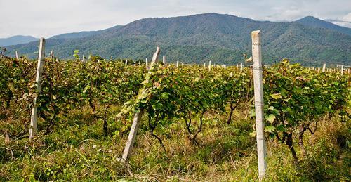 Виноградники в Кахетии. © Фото : Александр Имедашвили, NEWSGEORGIA
