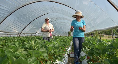 Сбор клубники в Абхазии. Фото Sputnik Томас Тхайцук
 https://sputnik-abkhazia.ru/Abkhazia/20180410/1023629955/lagvilava-o-vvoze-v-rf-agroprodukcii-zapret-tolko-na-ruchnuyu-klad.html