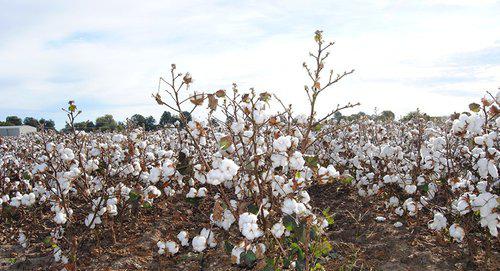 Хлопковое поле. Фото CC0 / mlcombs / Cotton

