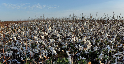 Хлопковое поле. Фото: REUTERS/Nick Oxford Хлопковое поле. Фото: REUTERS/Nick Oxford
