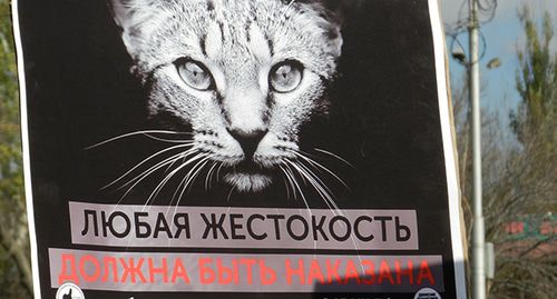 Плакат против жестокости к животным . Фото Татьяны Филимоновой для "Кавказского узла" Плакат против жестокости к животным . Фото Татьяны Филимоновой для "Кавказского узла"