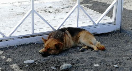 Бродячая собака на пляже в Сочи. Фото Светланы Кравченко для "Кавказского узла".