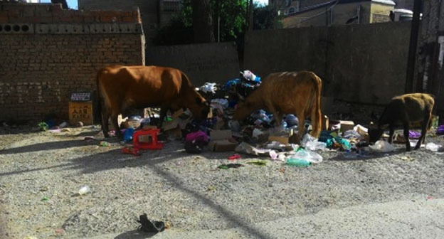 Коровы на мусорной свалке в Махачкале. Скриншот видео http://godekan.com/2016/07/13/korovy-terroriziruyut-stolicu-dagestana-video/ Коровы на мусорной свалке в Махачкале. Скриншот видео http://godekan.com/2016/07/13/korovy-terroriziruyut-stolicu-dagestana-video/