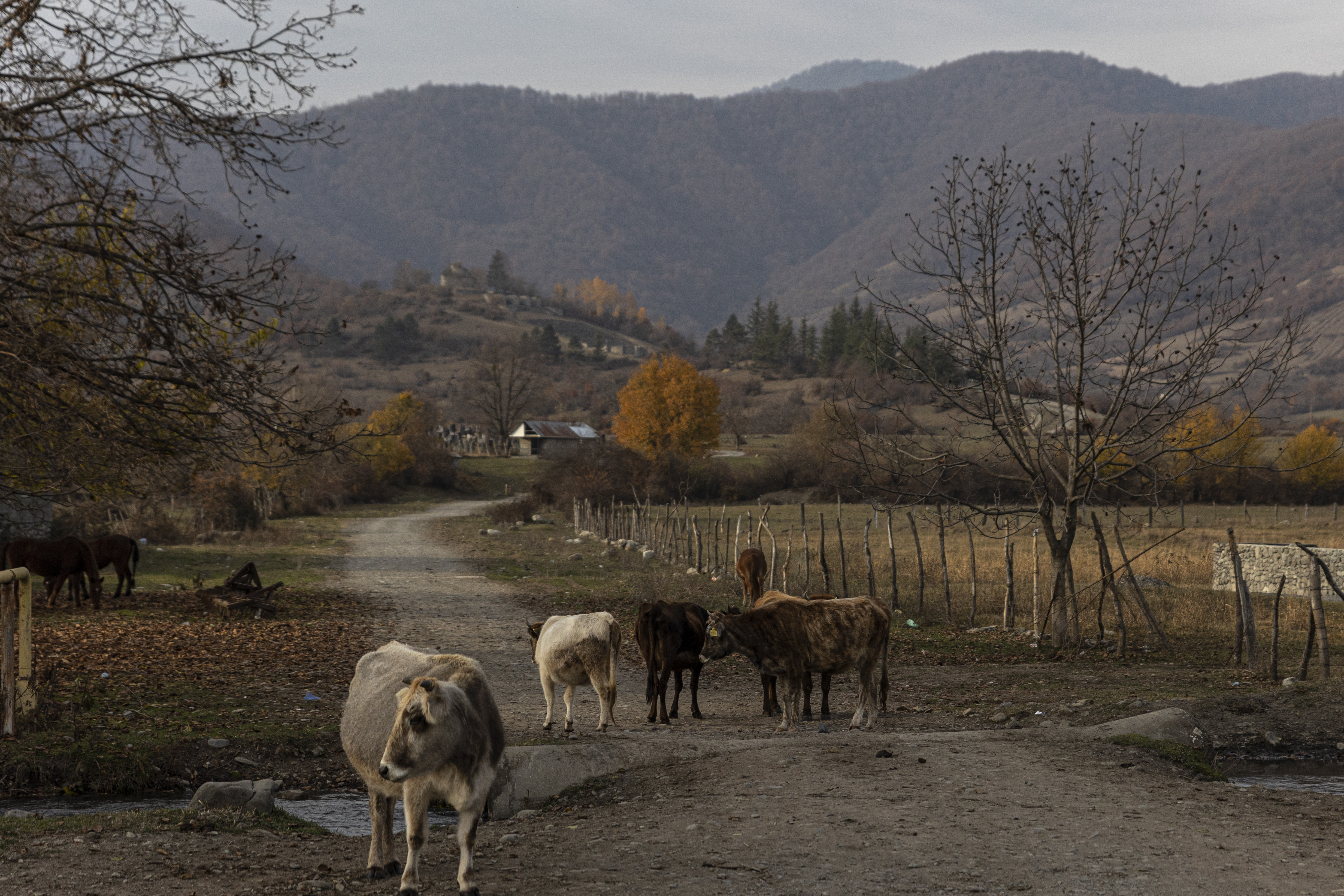 Панкисские коровы. Фото: Влад Докшин / “Новая газета. Европа”