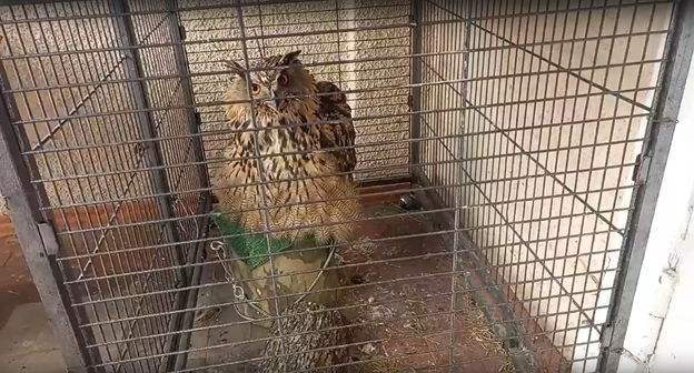 Спасенный зоозащинтиками филин Bubo bubo (занесен в Красную книгу РФ) и Международную Красную книгу, фото: стоп-кадр видео https://vk.com/geosochi Спасенный зоозащинтиками филин Bubo bubo (занесен в Красную книгу РФ) и Международную Красную книгу, фото: стоп-кадр видео https://vk.com/geosochi