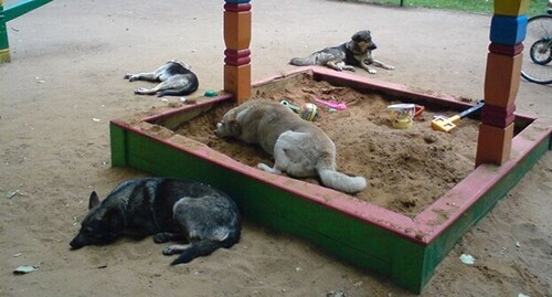 Бродячие собаки на детской площадке. Фото: Bloovbloom https://ru.wikipedia.org/