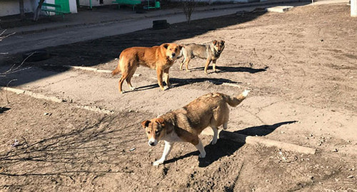Собаки в жилом районе. Фото Вячеслава Прудникова для "Кавказского узла".