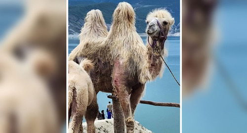 Истощенный верблюд в Дагестане. Скриншот публикации https://vk.com/wall-74219800_1919011