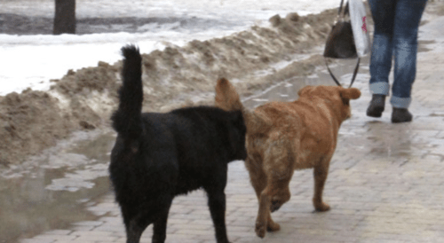 Бездомные собаки в Волгограде. Фото корреспондента "Кавказского узла".