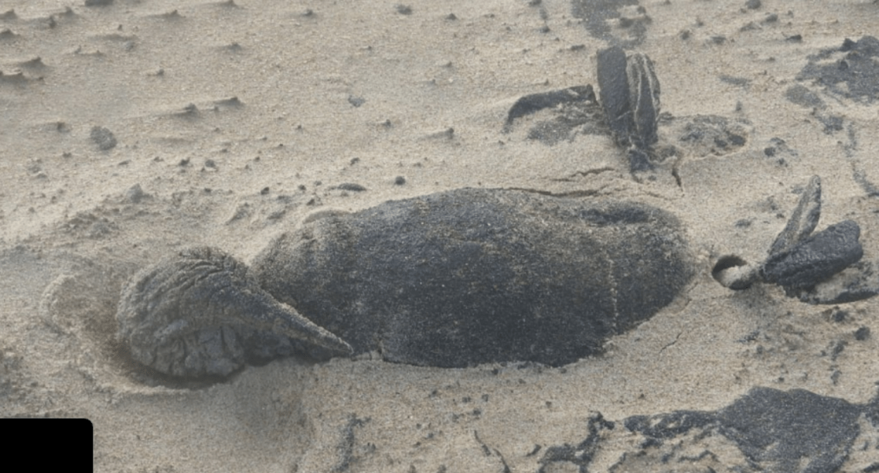 Погибшая птица. Скриншот фото из Telegram-канала Евгения Витишко от 21.01.25, https://t.me/vitishko/16718.