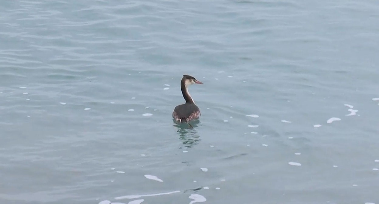 Выпущенная на волю чомга, прошедшая реабилитацию в анапском центре реабилитации для животных. Кадр из видео https://t.me/opershtab23/11687