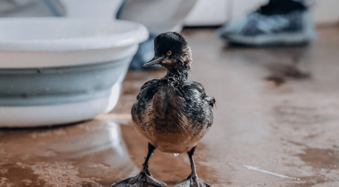 Пострадавшая от мазута птица. Скриншот фото из Telegram-канала Минприроды Краснодарского края от 31.03.25, https://t.me/mpr_kk/2552