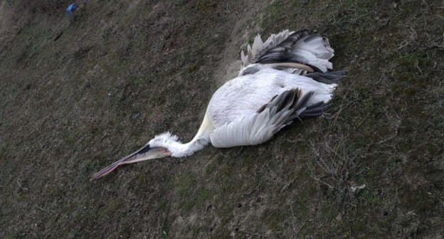 Погибший пеликан. Фото: Каспийский Природоохранный Центр ccc05.ru Погибший пеликан. Фото: Каспийский Природоохранный Центр ccc05.ru