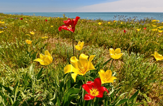 Тюльпаны Шренка. Скриншот фото https://ecoportal.info/tyulpan-shrenka/?ysclid=m8veowu4z5598117540.