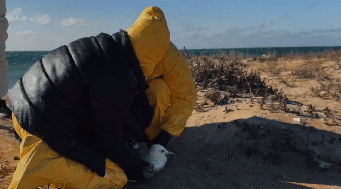 Волонтеры ловят испачканную в мазуте птицу. Стоп-кадр видео Дианы Ким, https://t.me/shtabmira113/5080/5368 от 20.03.25.