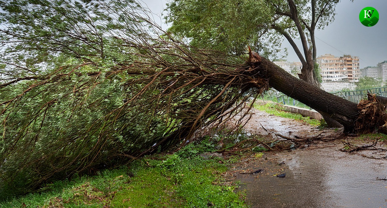 Дерево, поваленное ветром. Иллюстрация создана «Кавказским узлом» с помощью ИИ в программе Photoshop