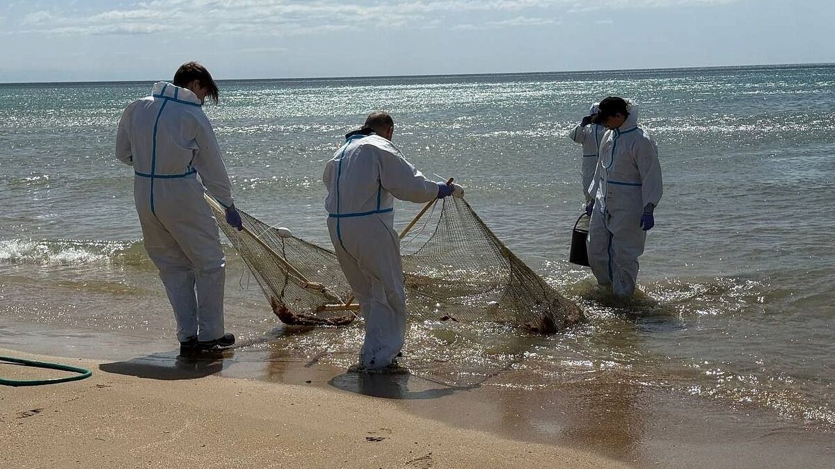 Демонтаж сетей на побережье Анапы. Фото: tvkrasnodar.ru