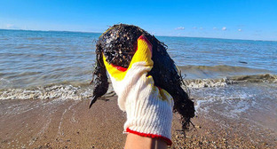 Птица в мазуте, найденная на пляже. 29 октября 2025 г. Фото: https://t.me/shtab_delfin/1375