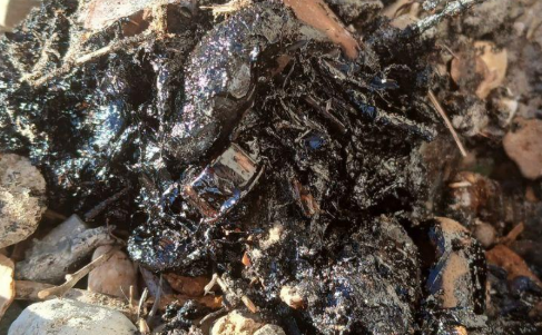 Пятна мазута на побережье. Скриншот фото штаба "Дельфины" от 02.11.25, https://t.me/shtab_delfin/1418.