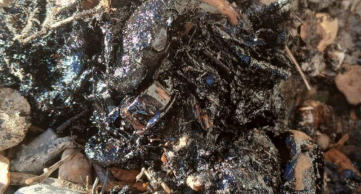 Пятна мазута на побережье. Скриншот фото штаба "Дельфины" от 02.11.25, https://t.me/shtab_delfin/1418.