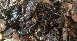 Пятна мазута на побережье. Скриншот фото штаба "Дельфины" от 02.11.25, https://t.me/shtab_delfin/1418.