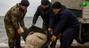 Рабочие убирают мертвого тюленя. Иллюстрация создана «Кавказским узлом» с помощью ИИ в программе Copilot
