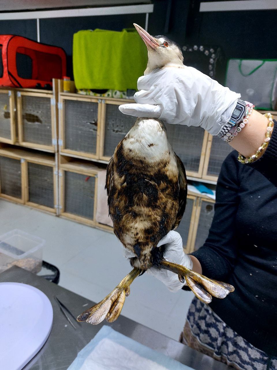 Фото пострадавшей от разлива мазута птицы. Телеграм-канал волонтерского центра. https://t.me/zhemchujnaya9/1312