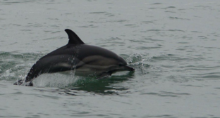 Дельфин. Скриншот фото центра "Дельфа" от 06.01.25, https://t.me/delfacenter/252.