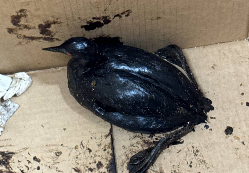 Птица, привезенная в центр. Скриншот фото центра на Жемчужной от 10.04.26, https://t.me/zhemchujnaya9/1667