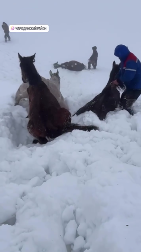 Кадр жители Чародинского района просят помочь им в спасении животных. Фото: Новое дело / Telegram-канал? Кадр жители Чародинского района просят помочь им в спасении животных. Фото: Новое дело / Telegram-канал?