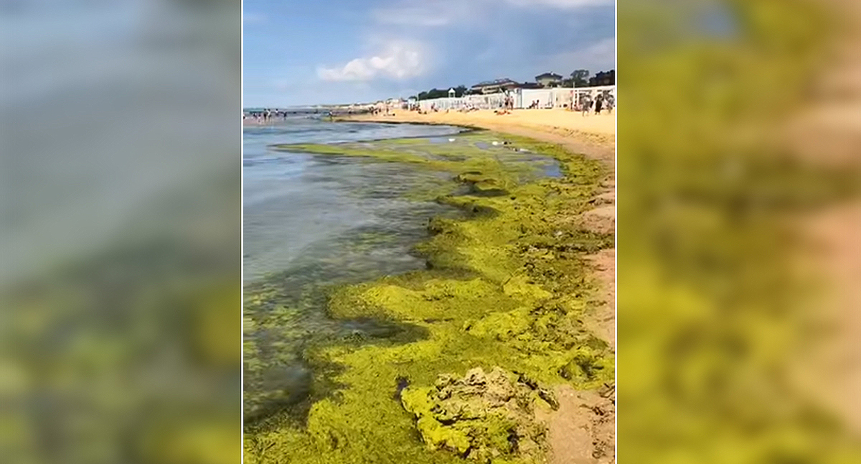 Водоросли на одном из пляжей Анапы. Кадр из видео https://t.me/tipichkras/80252