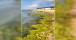 Водоросли на одном из пляжей Анапы. Кадр из видео https://t.me/tipichkras/80252