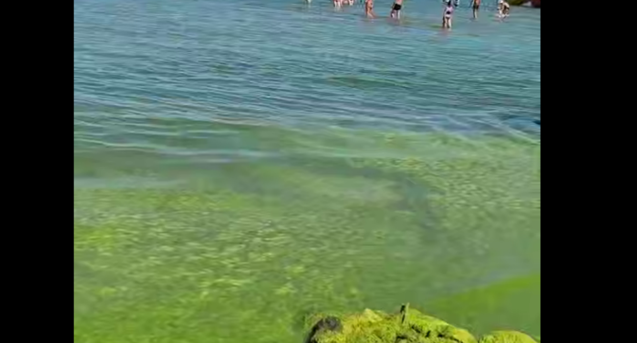 Водоросли на Центральном пляже Анапы. Стоп-кадр видео Юрия Озаровского от 02.07.26,, https://t.me/MoreOz/127919 Водоросли на Центральном пляже Анапы. Стоп-кадр видео Юрия Озаровского от 02.07.26,, https://t.me/MoreOz/127919