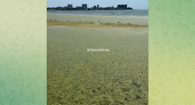 Водоросли в Анапе. Кадр из видео https://t.me/tipichkras/80946 Водоросли в Анапе. Кадр из видео https://t.me/tipichkras/80946