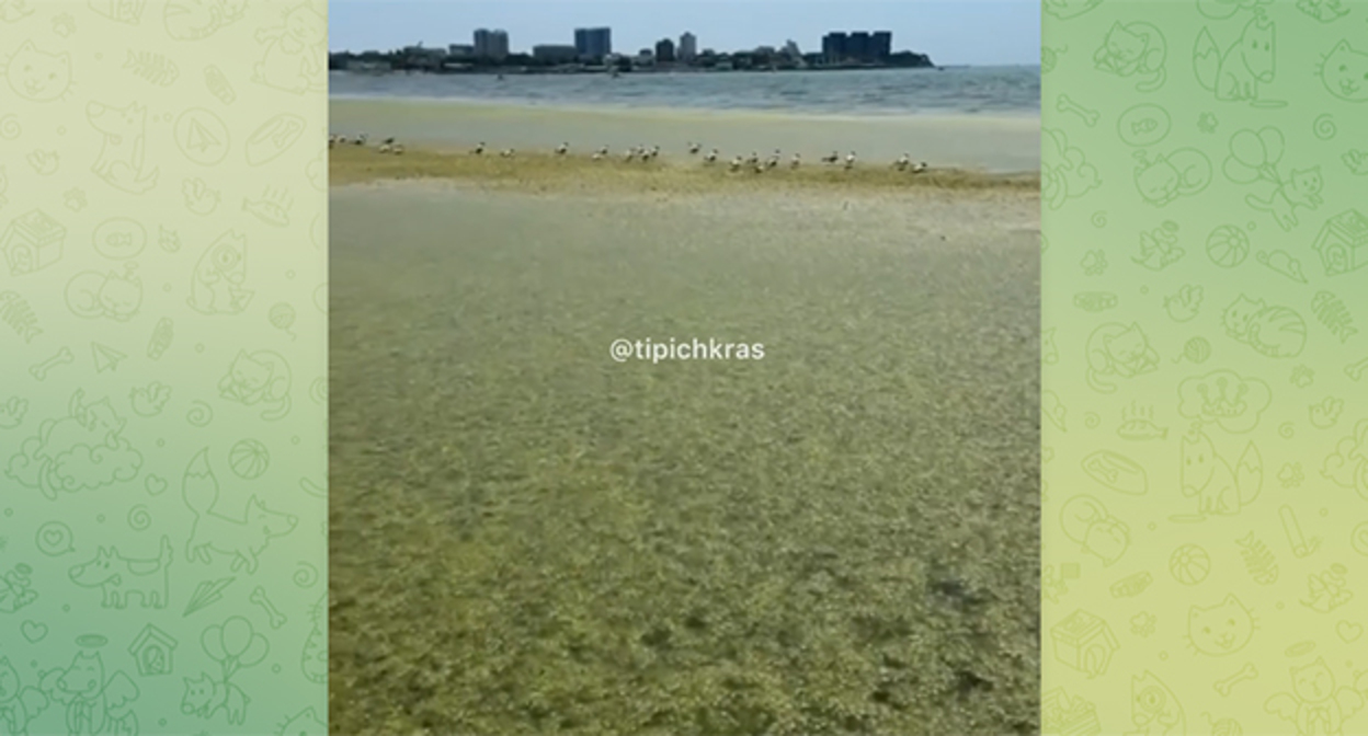 Водоросли в Анапе. Кадр из видео https://t.me/tipichkras/80946