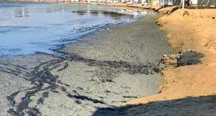 Гниющие водоросли на анапском пляже. Скриншот фото из Telegram-канала «Маковозвы» от 05.09.26 https://t.me/makovozovy/67752.