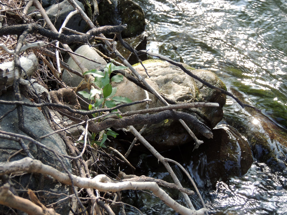 Весной река становится срашной и приносит с гор большие валуны... Весной река становится срашной и приносит с гор большие валуны...
