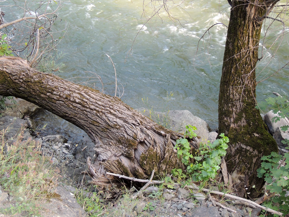 Вода может свалить любое дерево... Вода может свалить любое дерево...